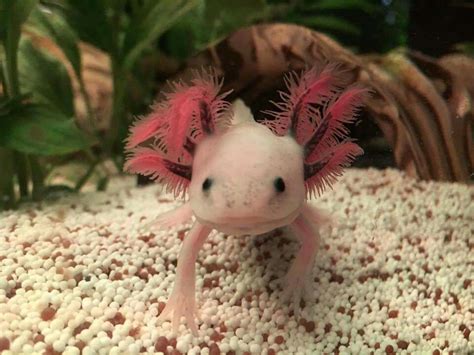 pink salamander Animals Bugs, Big Animals, Animals And Pets, Funny ...