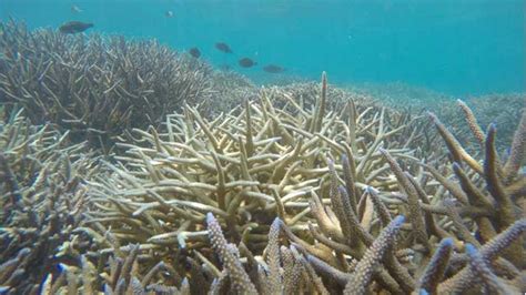 Bleaching of corals in Lakshadweep a major concern