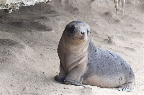 Firefighting chemical found in sea lion and fur seal pups - Scimex