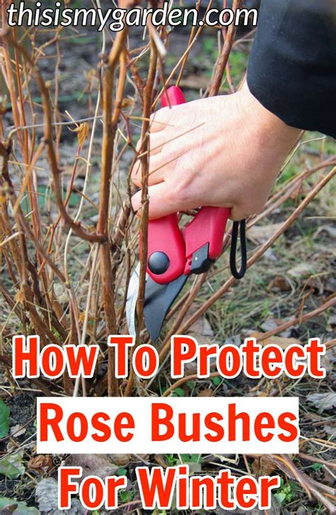 How To Care For Rose Bushes In Winter