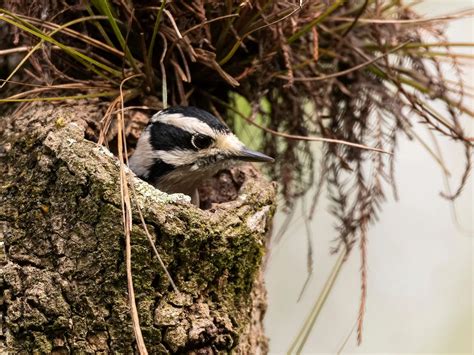 Downy Woodpecker Nesting (Behavior, Eggs, Location + FAQs) | Birdfact