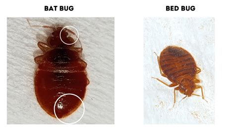 Bat Bug vs Bed Bug: A Guide with Photos - Doctor Sniffs