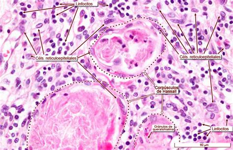 Álbum Histologico : Tejido Conectivo