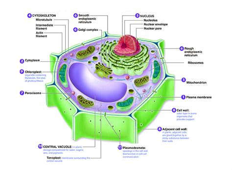 Plant Cell Diagram – Charts