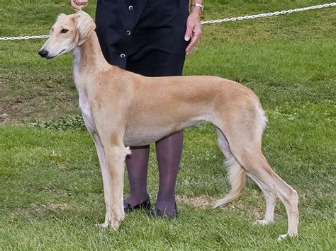 Saluki Dog Info, Temperament, Puppies, Pictures