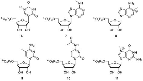 Chemical structures of nucleoside triphosphate bearing naturally ...