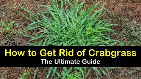 Luke Horton Viral: How To Rid My Lawn Of Crabgrass