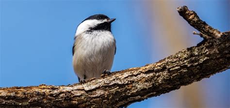 Black Capped Chickadee Song | Animal Sounds