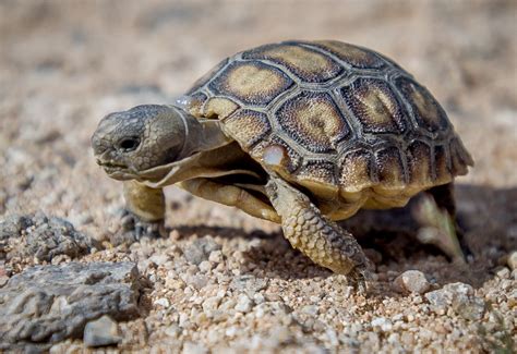 California Marines move imperiled desert tortoises out of harm's way