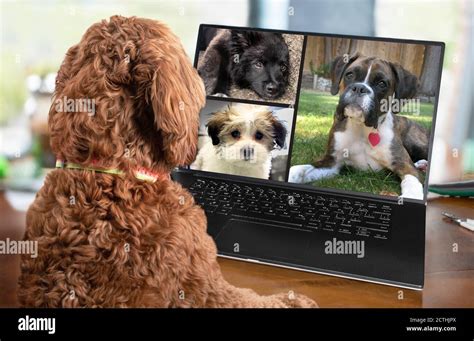 Back view of dog talking to dog friends in video conference. Group of ...