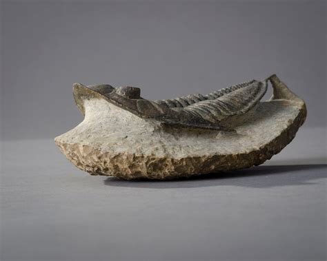 Cast Fossil | Hieronymus Objects