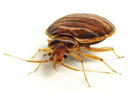 The Dreaded Hitchhikers...The Bed Bugs | Atlanta Pest Control