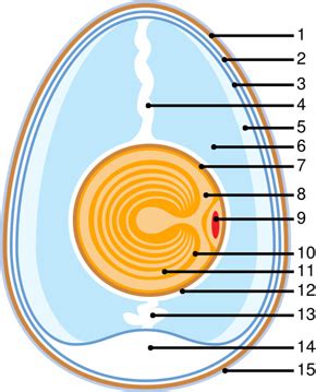 Anatomy of a Chicken Egg