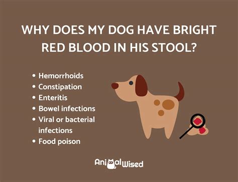 What Does It Mean When Dog Has Blood In Stool