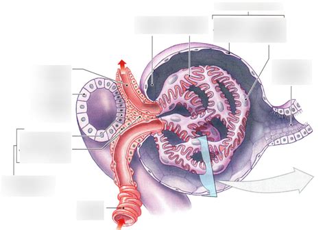 Glomerulus Diagram | Quizlet