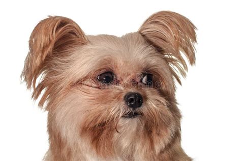 Cute Dog Looking Up stock image. Image of happy, female - 42287859