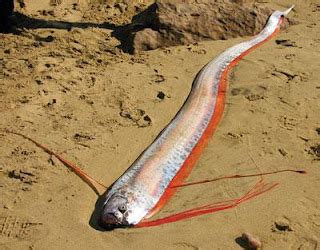 Oarfish - Fishes