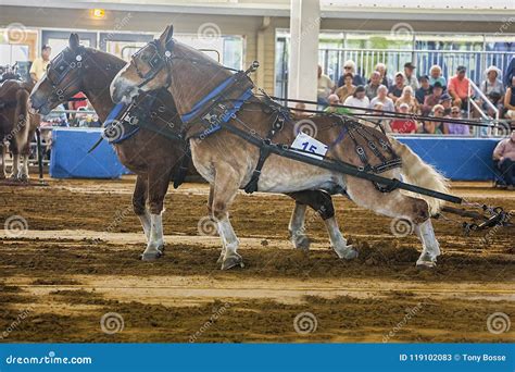 Belgian Draft Pair of Draft Horses at a Horse Pull Competition in Tampa ...