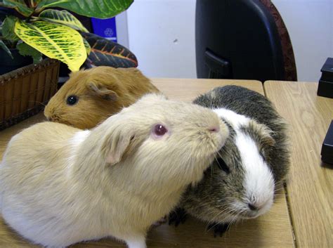 File:Three guinea pigs (Cavia porcellus) at Keswick Public Library.jpg ...