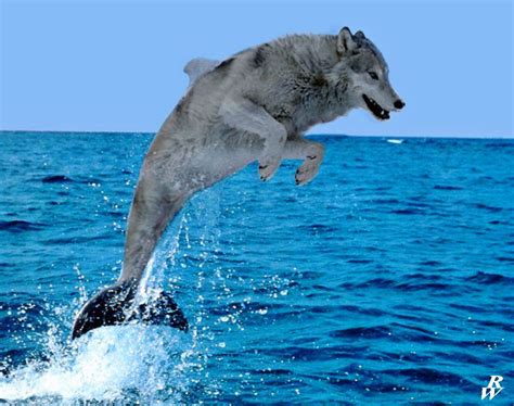 Seawolf by Dwarf4r Animal Mashups, Black Squirrel, Disappointment, Saw ...