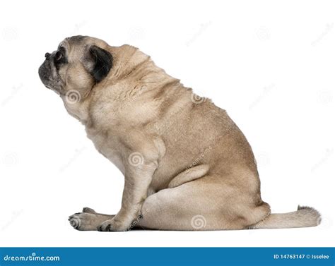 Old Pug, 10 Years Old, Sitting Royalty Free Stock Photography - Image ...