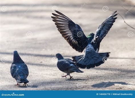 The Mating Season of Birds - a Male Pigeon Flies To the Female Pigeon ...