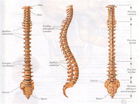 Vista Lateral De La Columna Vertebral Estructura De La Columna | Images and Photos finder