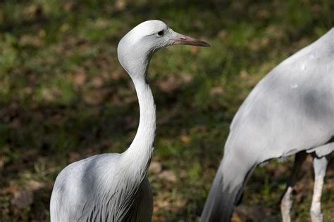 Blue Crane - Zoo Atlanta