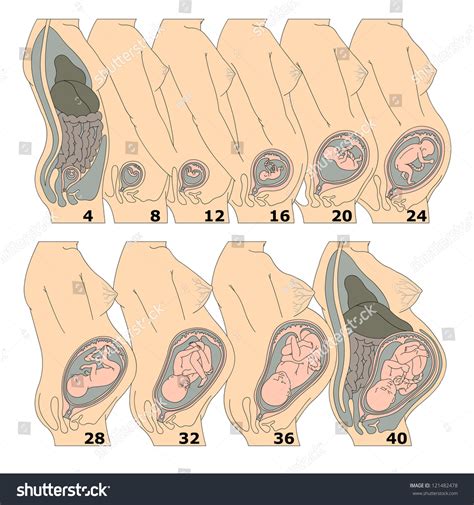 Normal Weight Of 30 Weeks Fetus In Kg at Sarah Whaley blog