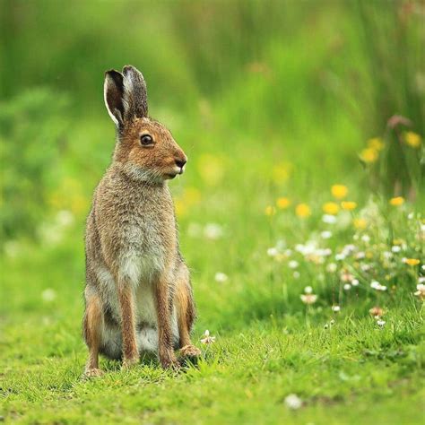 Irish hare animals native to Ireland | Ireland Before You Die