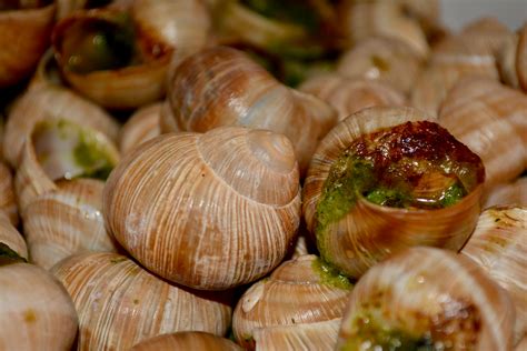 Free stock photo of escargot, food, france