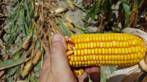 Black Layer and Harvesting Corn – Florida Crops