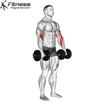 Benefits Of Dumbbell Reverse Curls For Forearm Strength