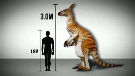 Giant Kangaroo