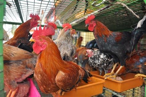 Country Chicken Farming Project Report, Cost and Profit | Agri Farming