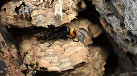 The first 'murder hornet' nest of 2021 has been destroyed in Washington ...