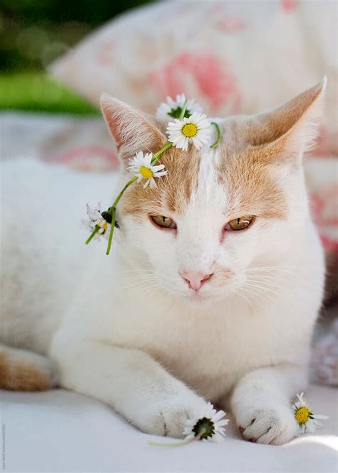 "King Of Flower: Cat Wears Flowers Crown On His Head And Holds Daisies In His Paws" by Stocksy ...