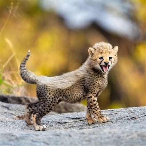 Time To Take In Your Weekly Dose Of Cute! (#54) | Baby cheetahs ...