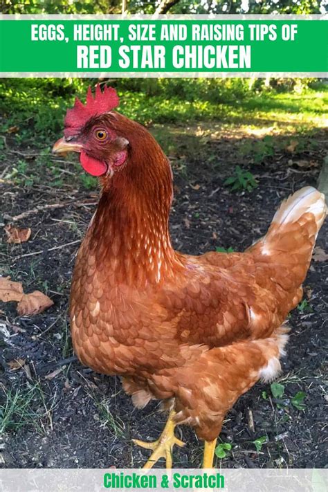 Red Star Chicken: Eggs, Height, Size and Raising Tips