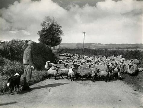 Welsh Sheep Farming Our beautiful Wall Art and Photo Gifts include ...