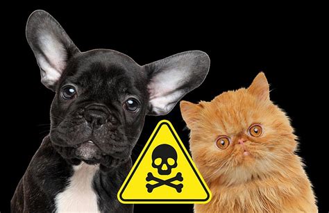 Keep These Five Toxic Things Away From Your Pets At All Costs