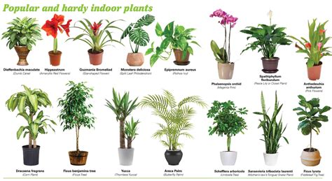 Which Indoor Plants Produces Most Oxygen? - Find Health Tips