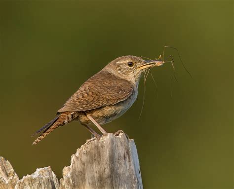 House Wren | Audubon Field Guide