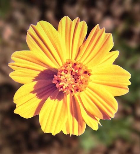 Desert Sunflower (geraea canescens): This may be the desert sunflower, an annual plant that ...