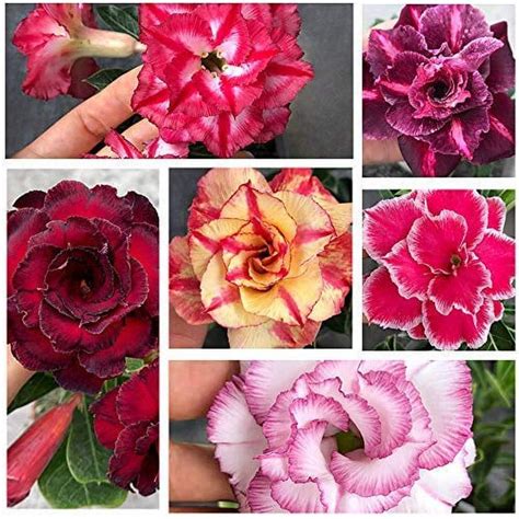 15 Seeds Desert Rose Seeds,Colorful Rose hep Flower Seeds for Home ...