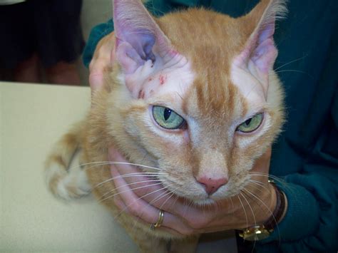 cat alopecia | Olathe Animal Hospital in Olathe, KS | Flickr