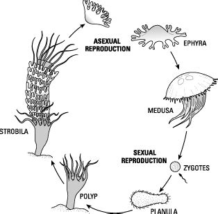 Asexual Reproduction | SCIENCE EDUs NOTE