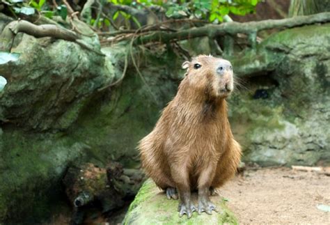 Capybara Petting Zoo in Houston - Houston Petting Zoo