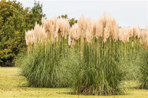 Pampas Grass, Hardy - TheTreeFarm.com