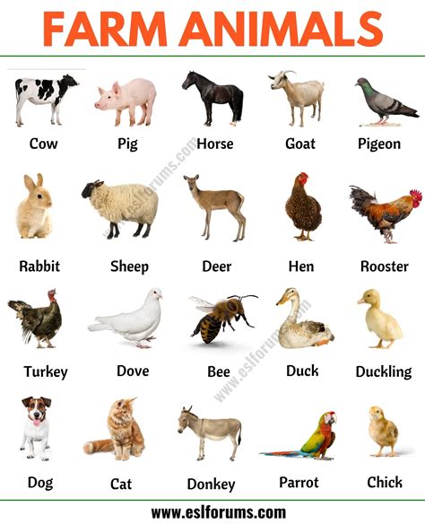 Farm Animals: List of 15+ Popular Farm/ Domestic Animals in English - ESL Forums